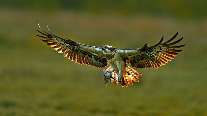 Osprey female with fish in talons
