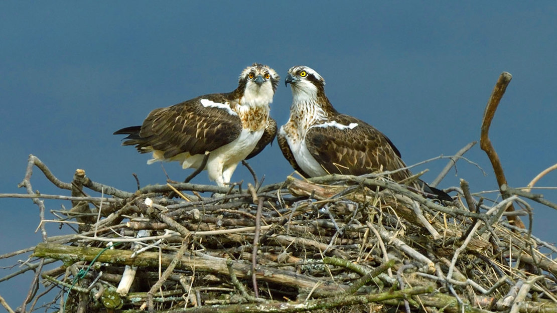 Osprey male and female on nest Osprey male and female on nest
