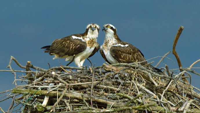 Osprey male and female on nest