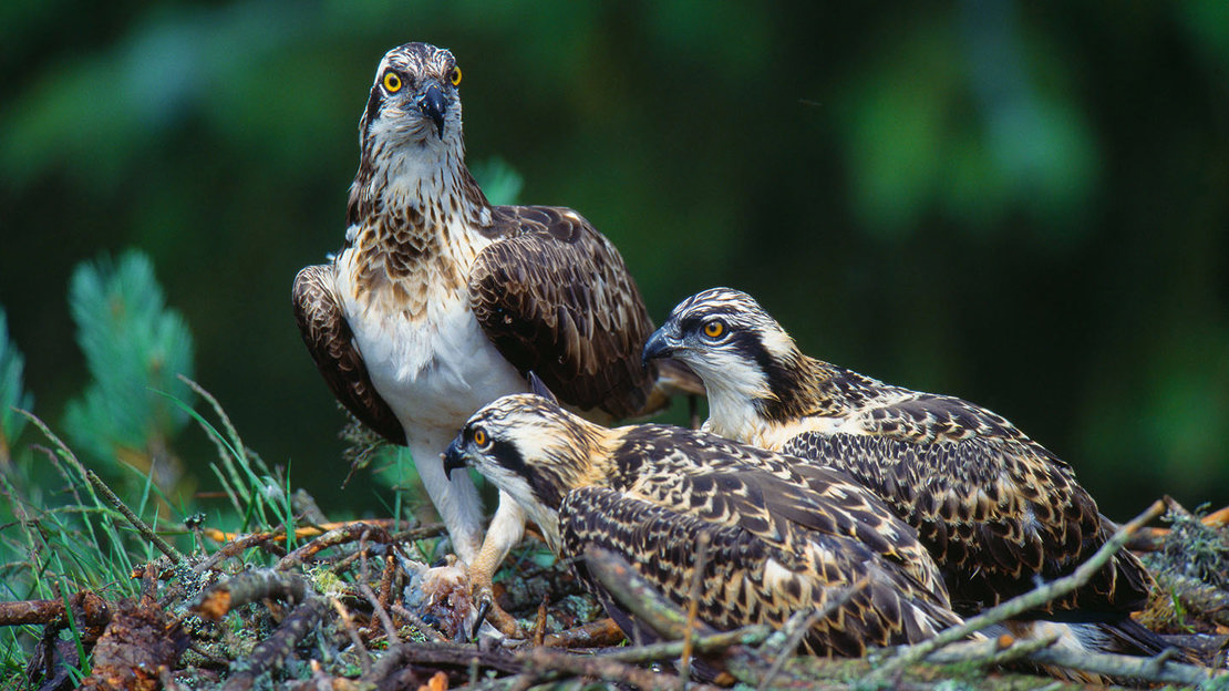 Osprey adult and fledglings at nest