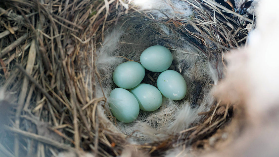 Wheatear eggs in nest