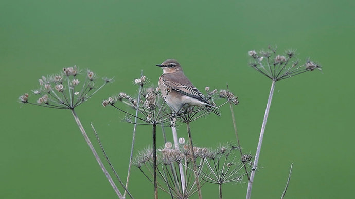 Wheatear female on hemlock