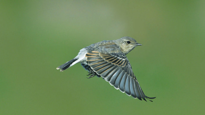 Wheatear in flight