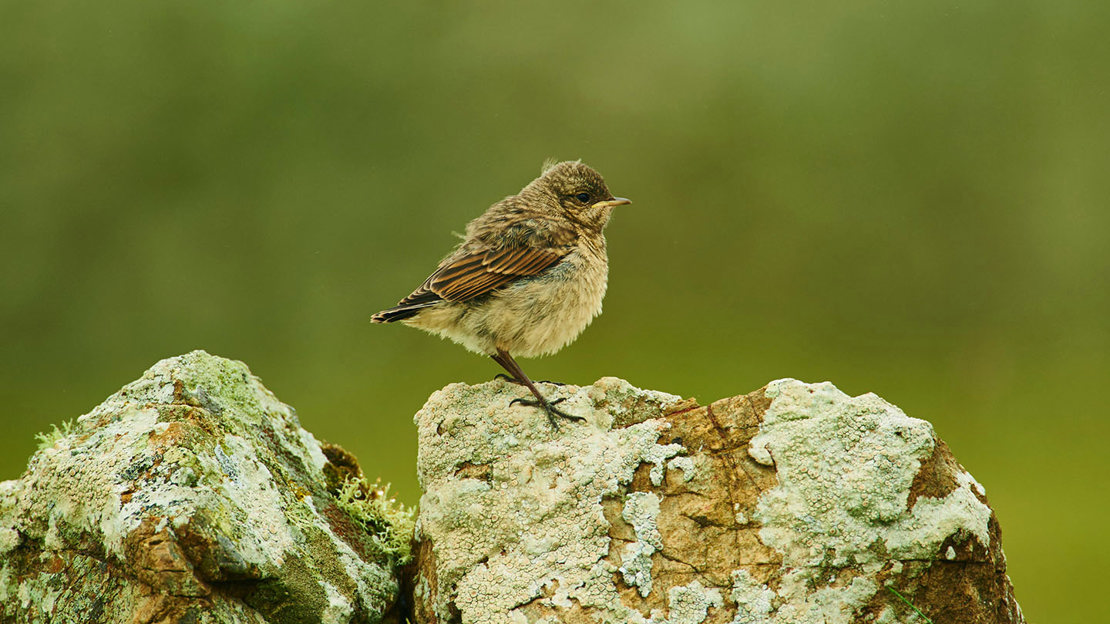 Wheatear juvenile