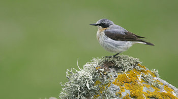 Wheatear adult male