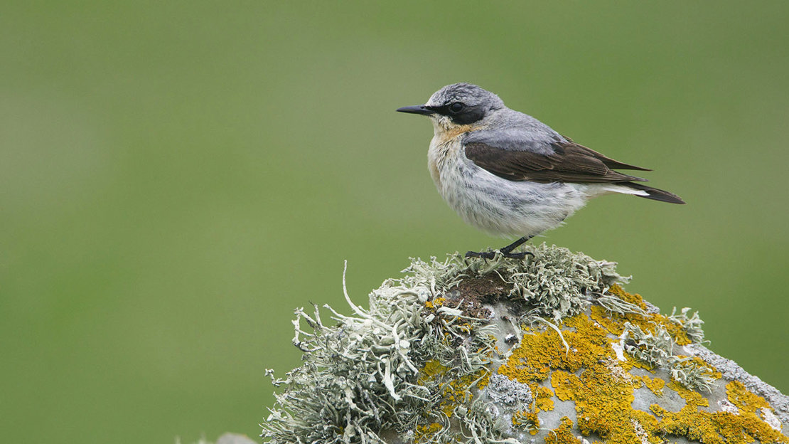 Wheatear adult male