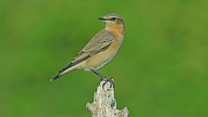 Wheatear close-up