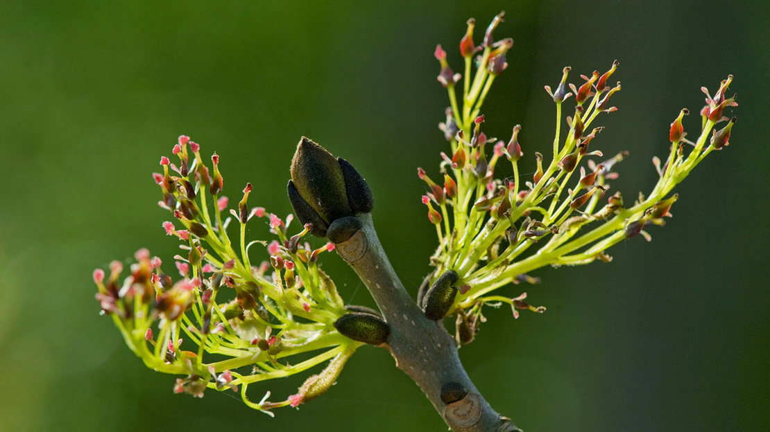 Close-up of ash tree young shoots budding blossom