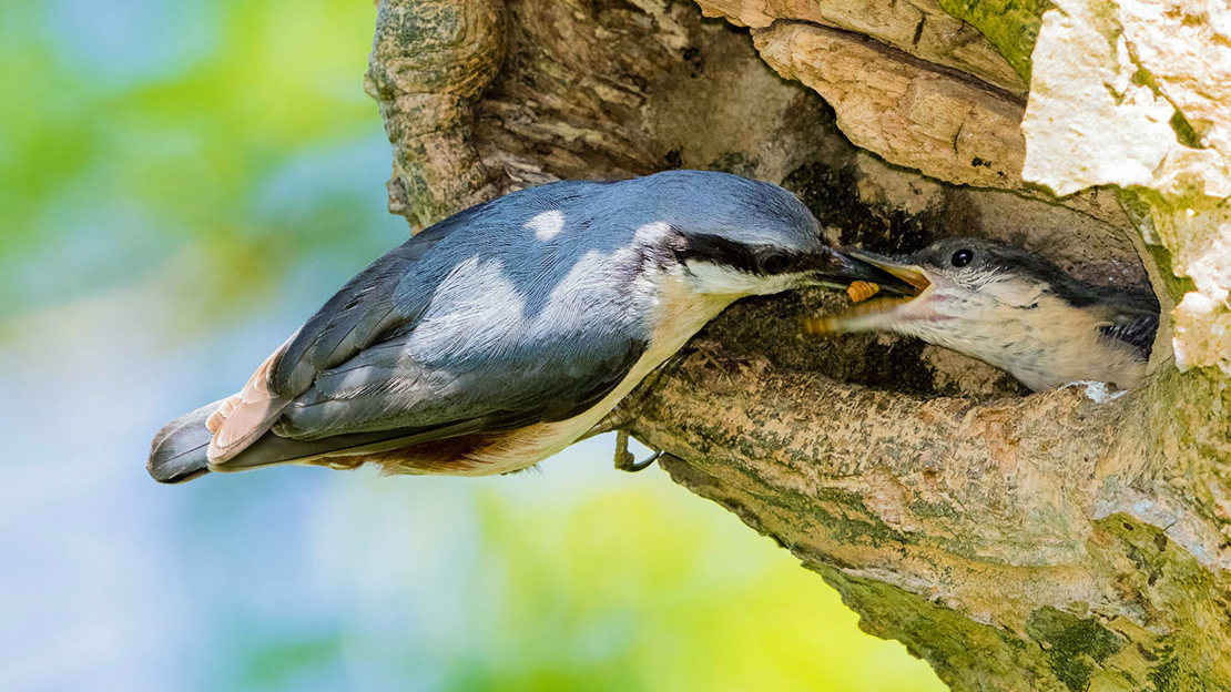 Nuthatch feeding young in ash tree nest hole