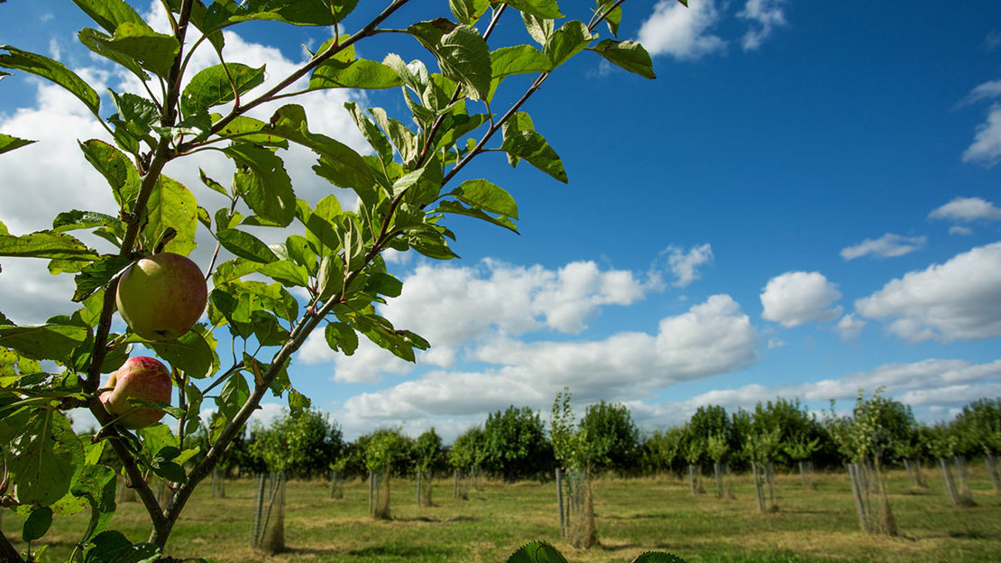 Crab apple orchard in heartwood forest