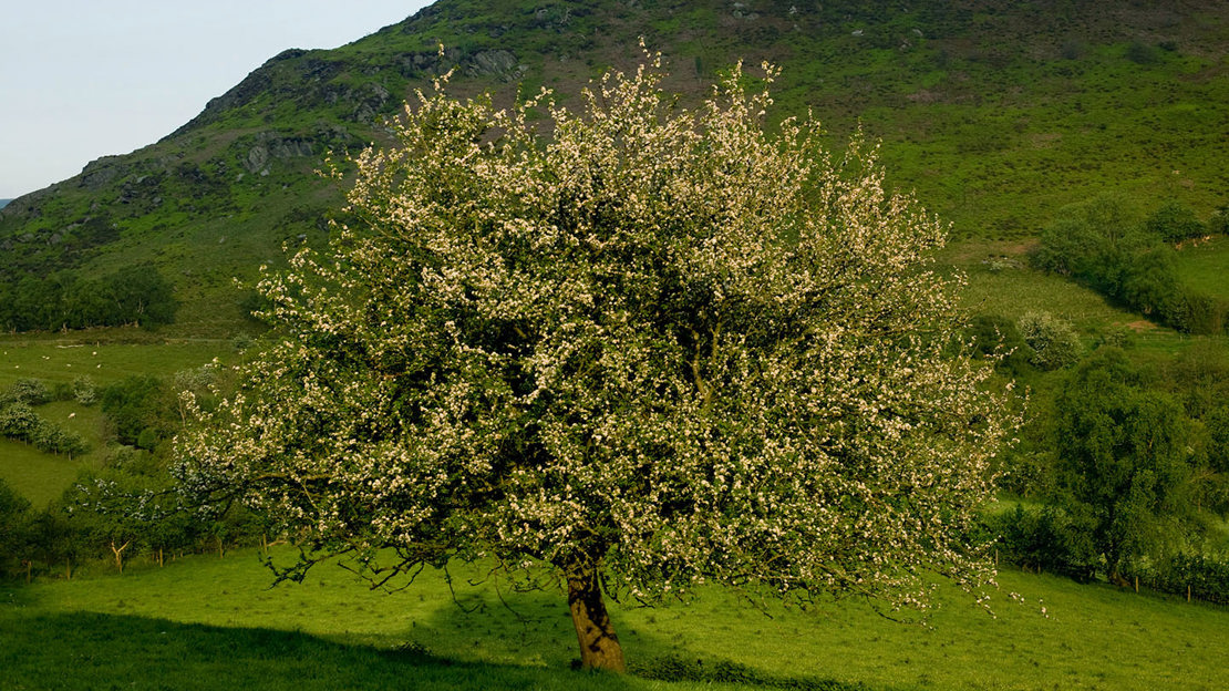 Crab apple whole tree in flower