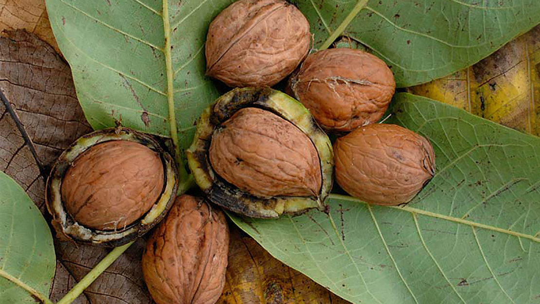 Walnuts placed on walnut leaves