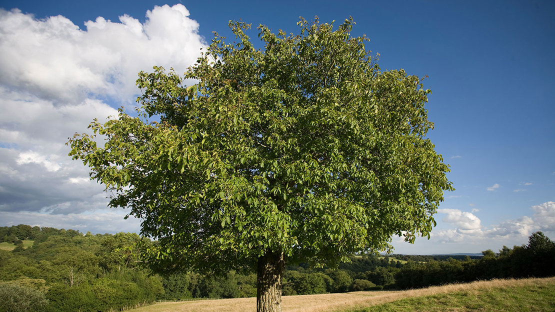 Walnut tree in a field against cloudy skies