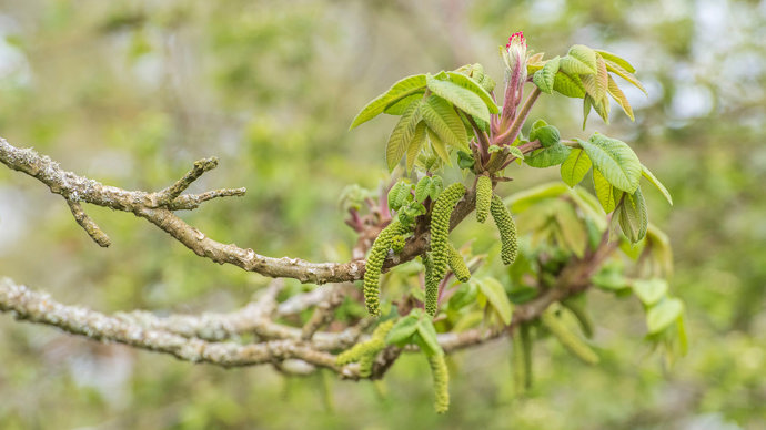 Walnut flowers emerging