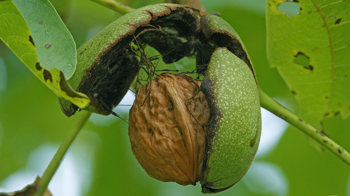 Open fruits of walnut