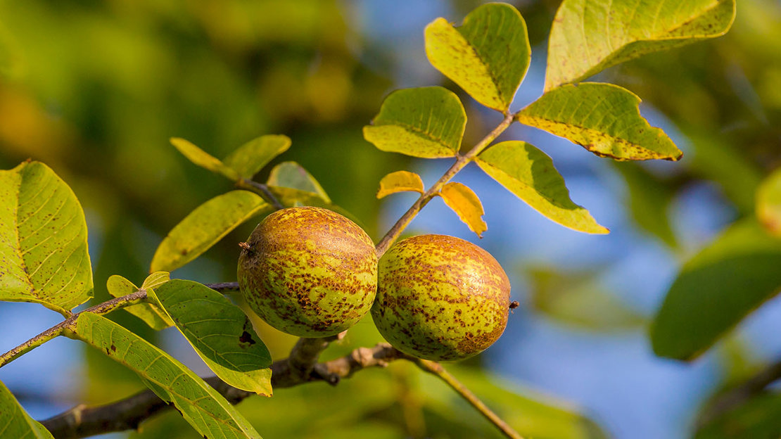 Walnut fruits on a branch against a blue sky