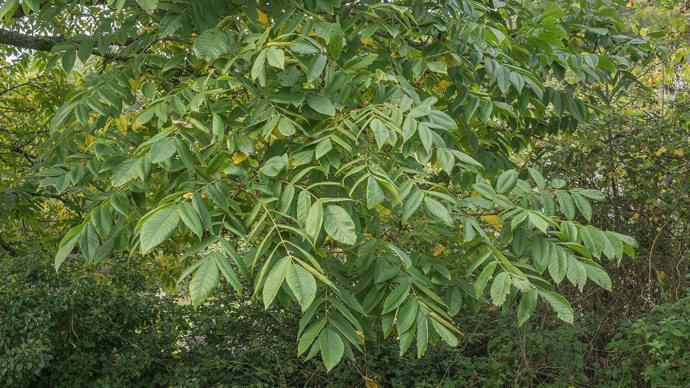Walnut leaves on tree