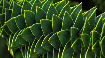 Monkey puzzle leaves close-up