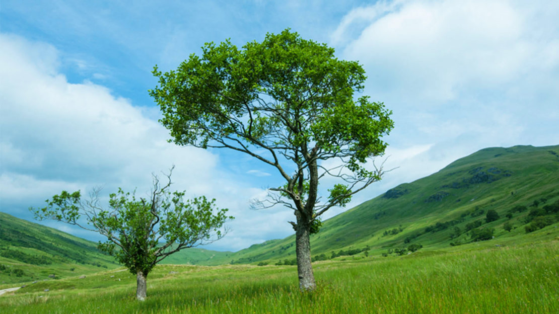 Two alder trees in Glen Finglas