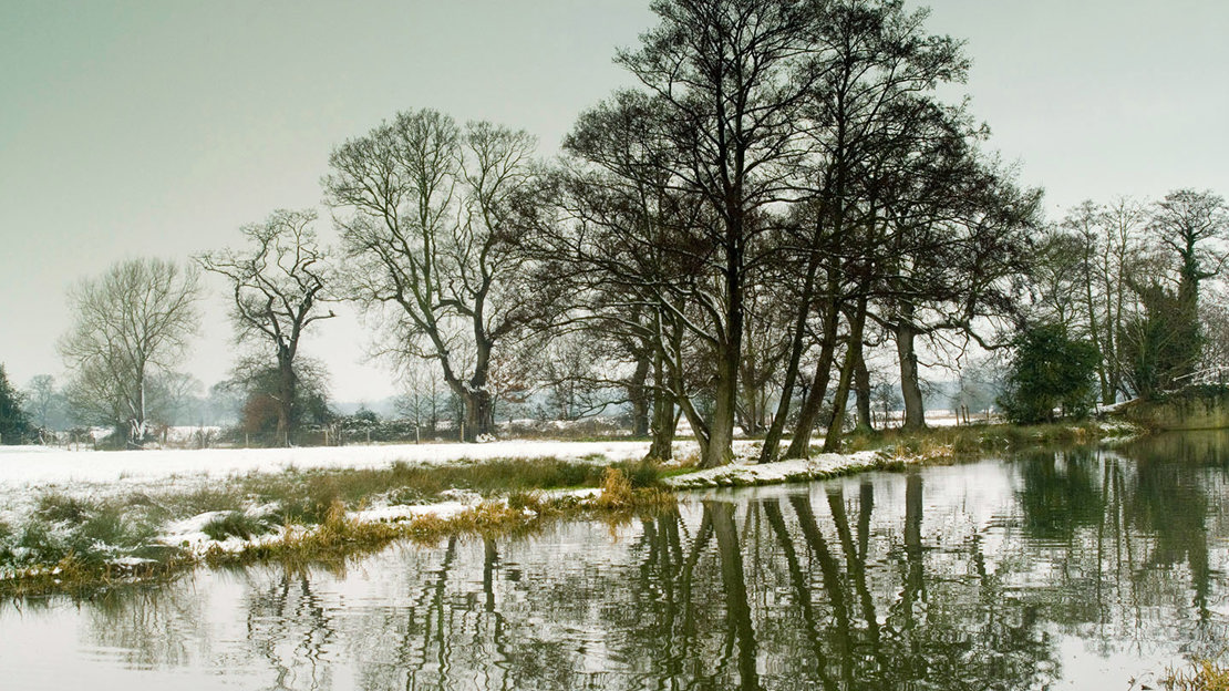 Bare alder trees in the snow on a river bank