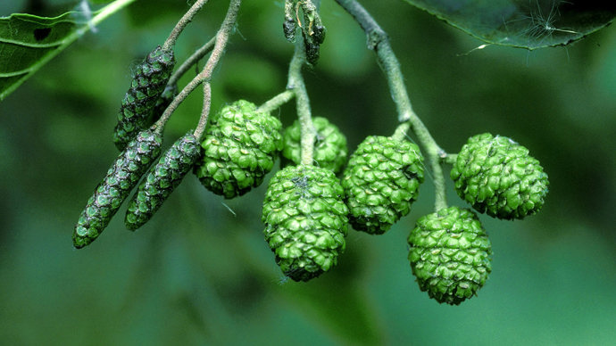 Male and female flowers of alder tree, one is long and thin and the other is rounded