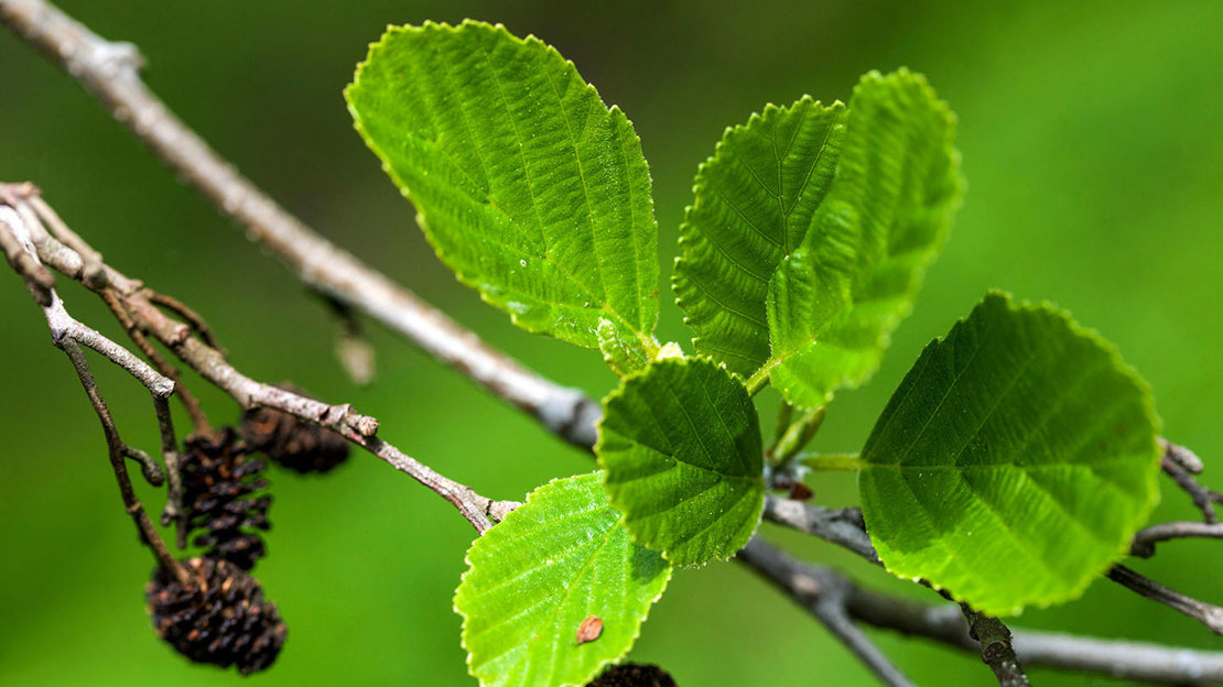 Alder tree leaves close up