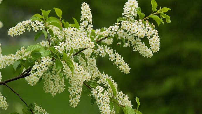 Bird cherry in bloom close-up