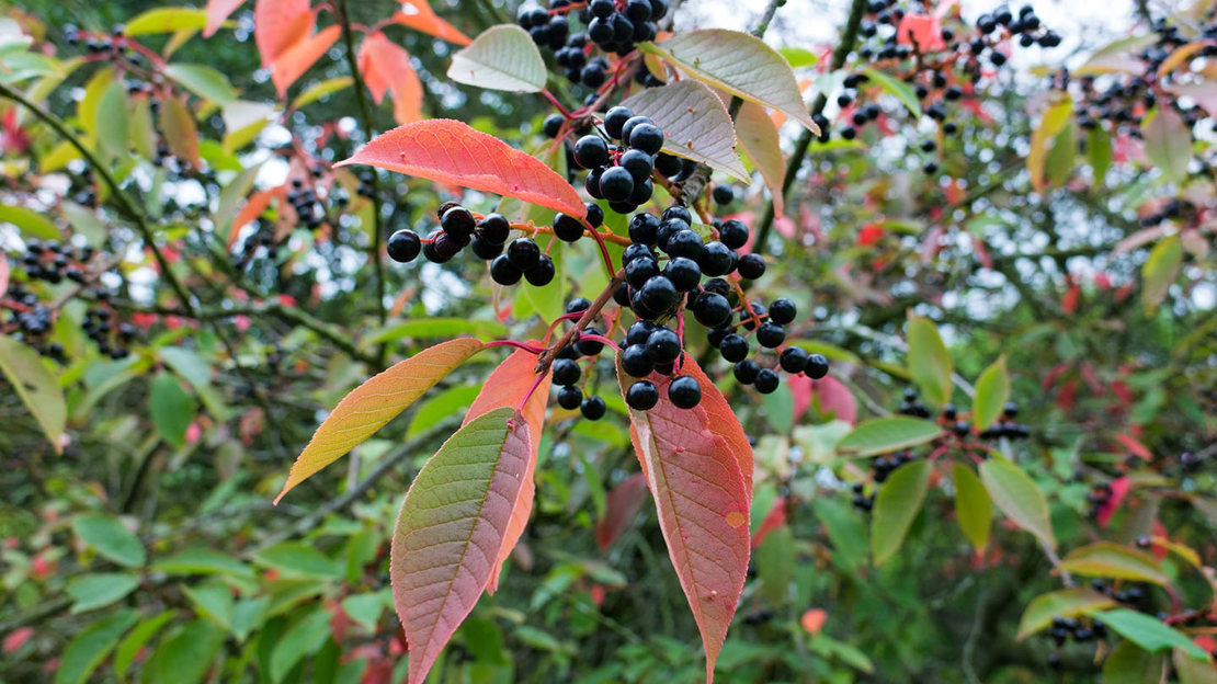 Bird cherry tree with fruiting berries