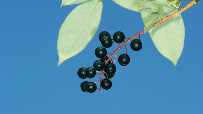 Bird cherry berries