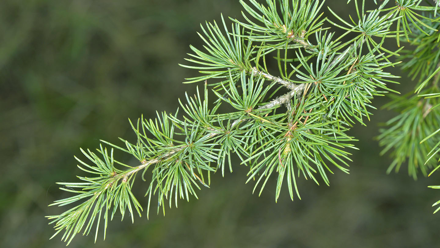 Cedar (Cedrus libani) - British Trees - Woodland Trust