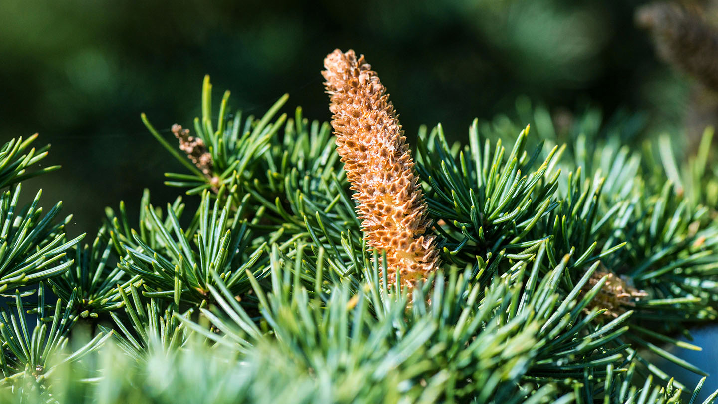 Cedar (Cedrus libani) - British Trees - Woodland Trust