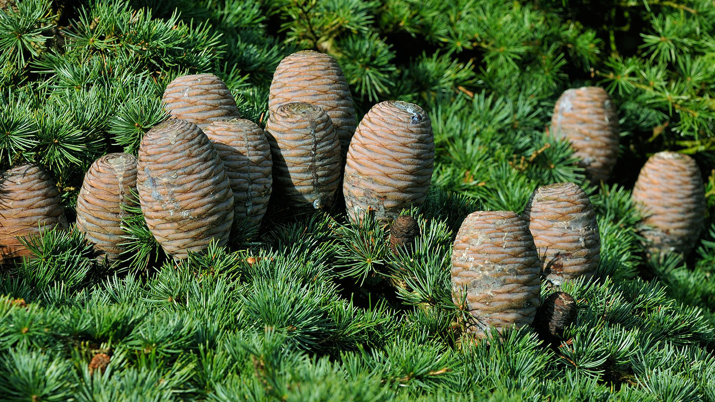 Cedar (Cedrus libani) - British Trees - Woodland Trust