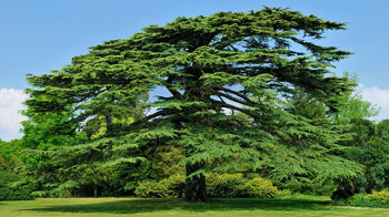 Large old cedar tree in park