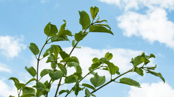 Purging buckthorn branches against blue sky