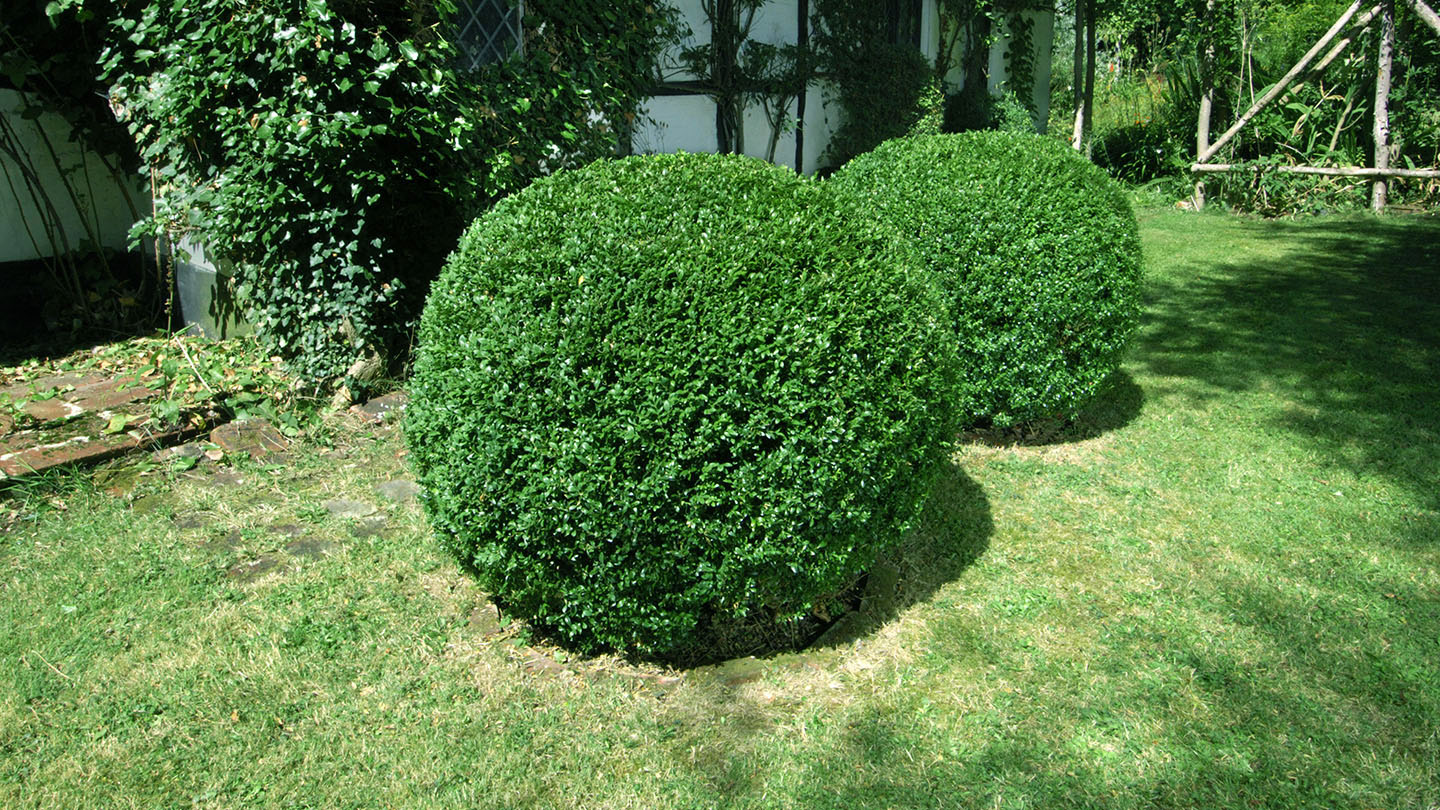 Common Box Hedging | Buxus sempervirens