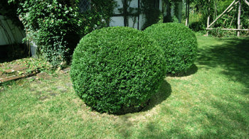 Box cultivated hedge