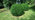 Box cultivated hedge