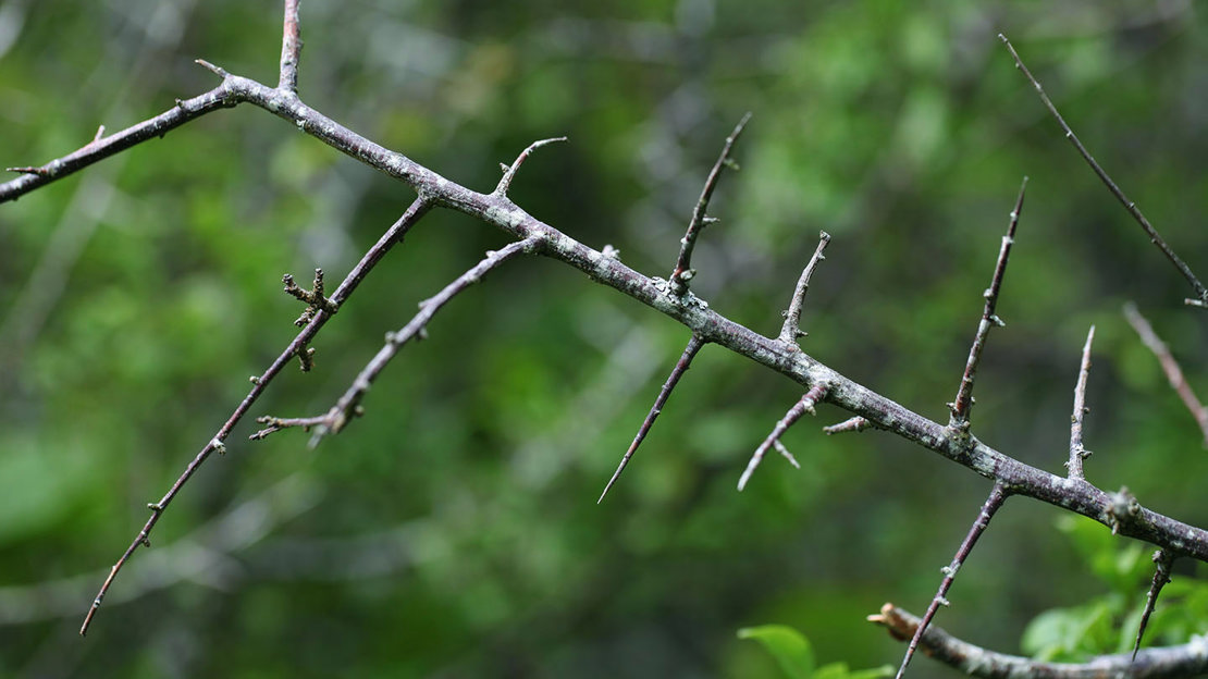 Bare blackthorn branch against woodland background