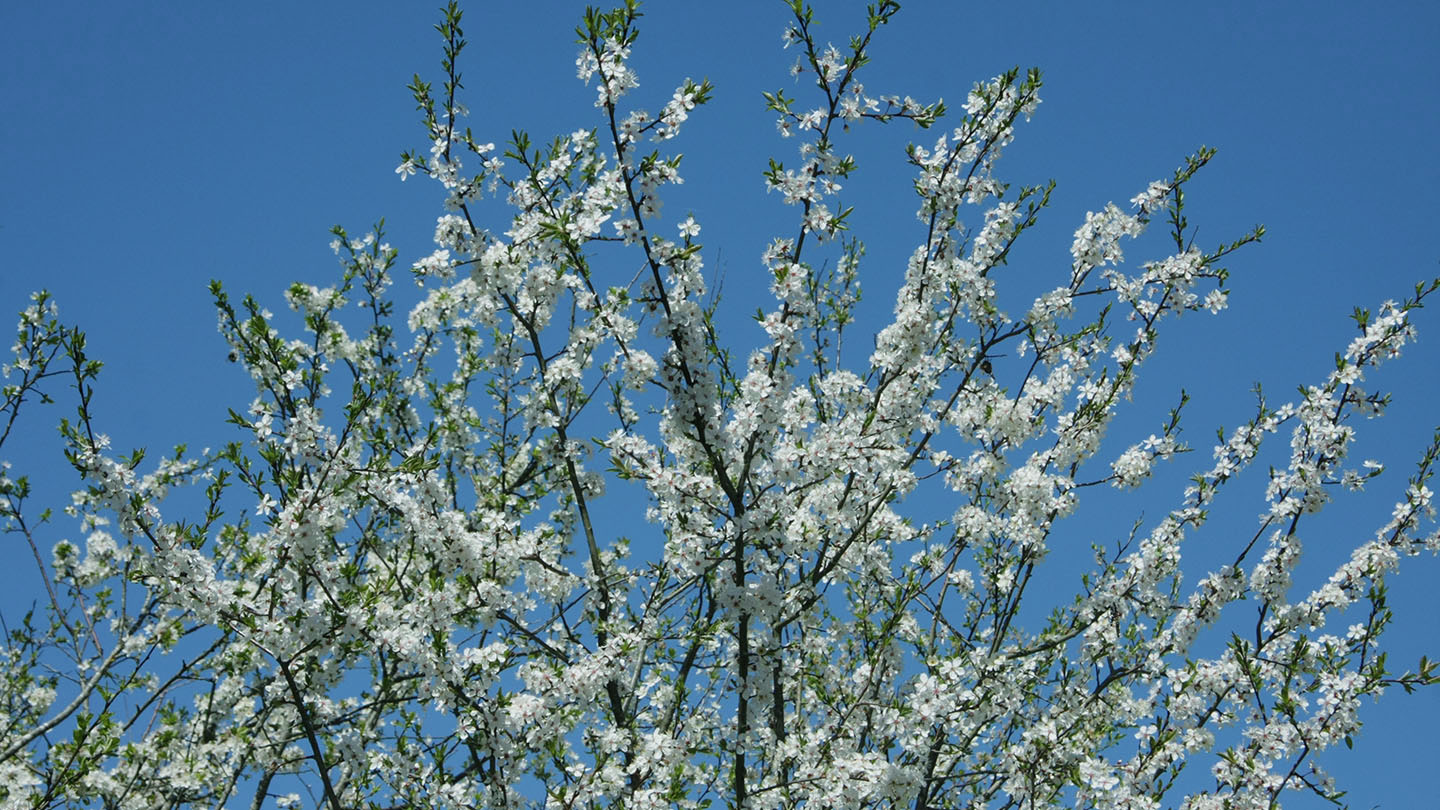 Blackthorn (Prunus spinosa) - British Trees - Woodland Trust