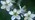 Blackthorn blossom close-up