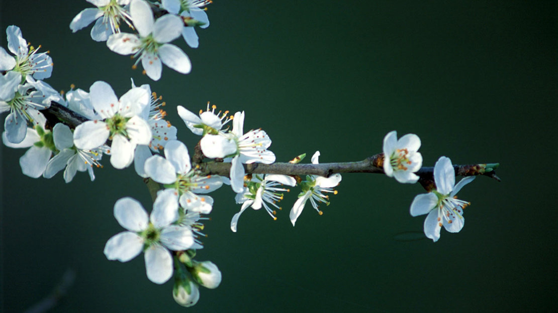 Blackthorn flowers against a black background