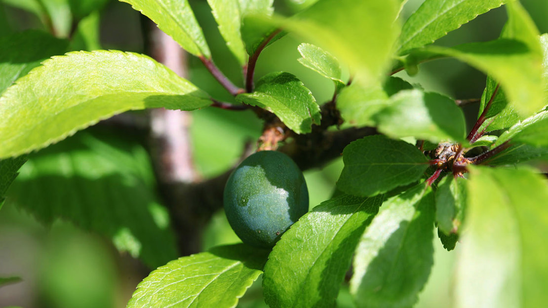 Blackthorn fruit and leaves close-up