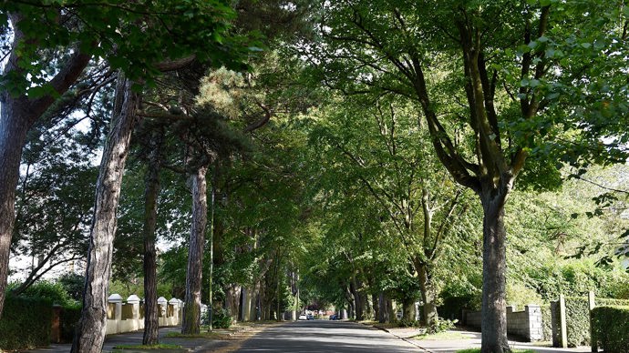 Urban trees in Belfast