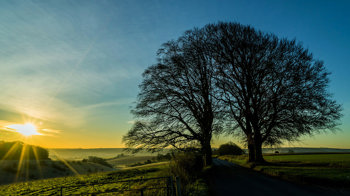 Beech trees in the sunset silhouette