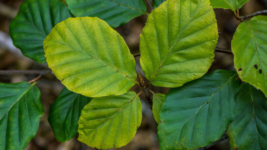 Beech leaves on tree