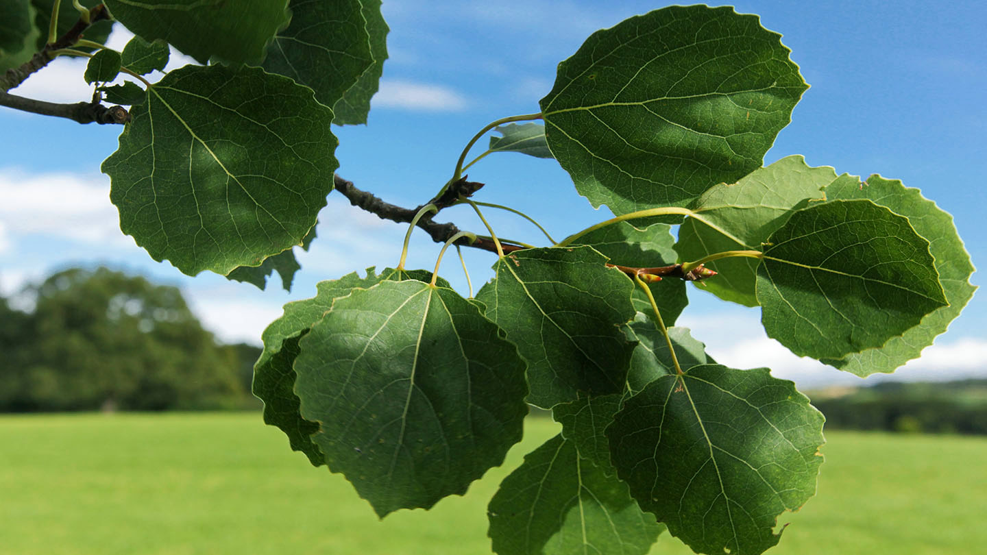 Aspen (Populus tremula) - British Trees - Woodland Trust