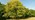 Whole aspen tree on a woodland edge