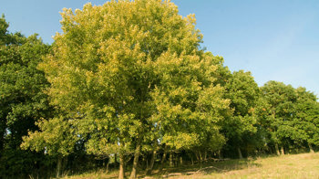 Whole aspen tree on a woodland edge Whole aspen tree on a woodland edge