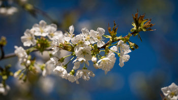 Sour cherry flowering blossom Sour cherry flowering blossom