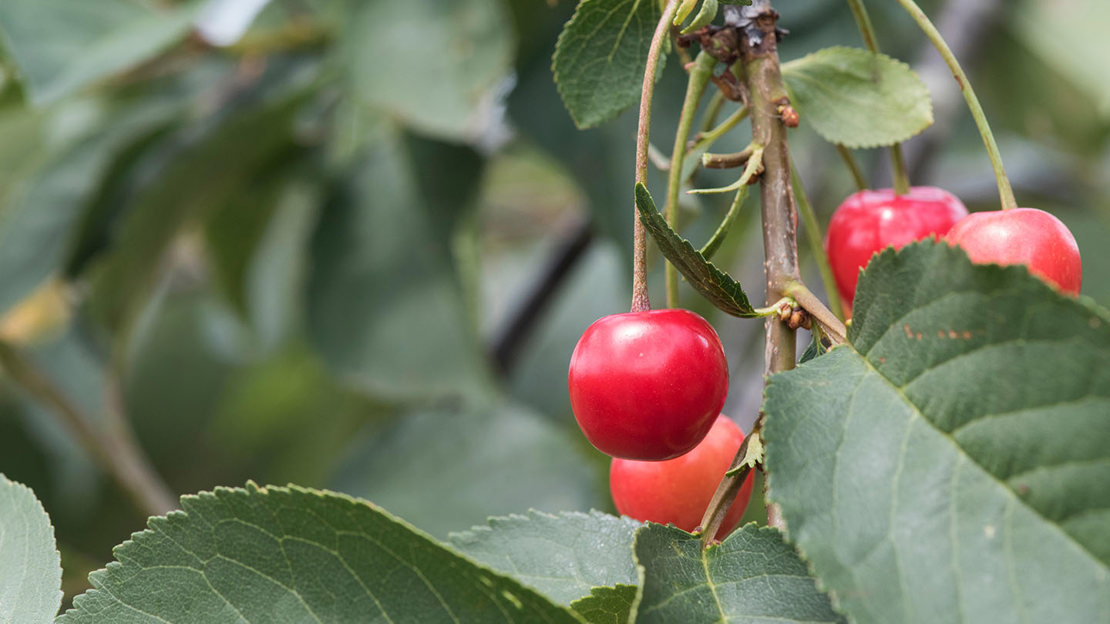Sour cherry morello fruit on tree